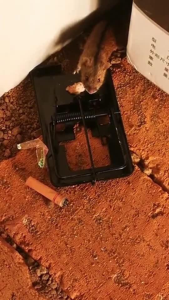 老鼠夹子怎么用视频,轻松捕捉害鼠攻略