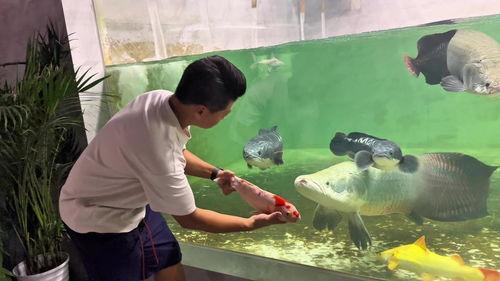 养鱼的视频,揭秘养鱼视频中的养殖奥秘