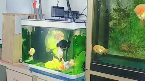 养鱼的视频,揭秘养鱼视频中的养殖奥秘