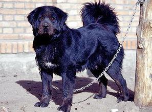 画狮子的视频,如何绘制栩栩如生的狮子形象