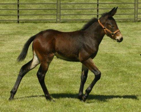 骡子配马视频,一场跨越物种的浪漫邂逅