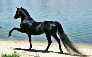 骡子配马视频,一场跨越物种的浪漫邂逅