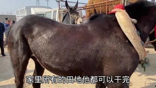 骡子配马视频,一场跨越物种的浪漫邂逅