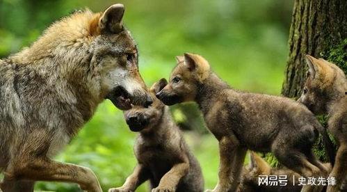 狼崽视频,野外生存与人性光辉的交织