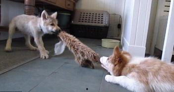 狼崽视频,野外生存与人性光辉的交织