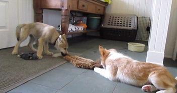 狼崽视频,野外生存与人性光辉的交织