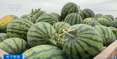 赣州今日瓜价行情,时令鲜甜，价格波动一览无遗