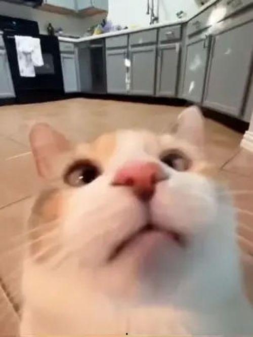 可爱的视频,跟随可爱视频感受温馨时光