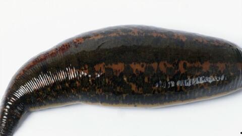 水蛭的视频,古老吸血生物的生存智慧与药用价值揭秘