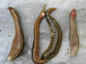 水蛭的视频,古老吸血生物的生存智慧与药用价值揭秘