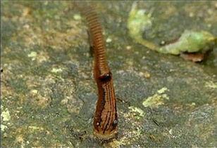 水蛭的视频,古老吸血生物的生存智慧与药用价值揭秘