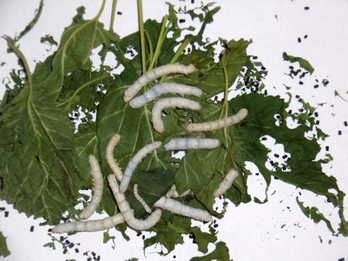 蚕的视频大全,视频大全中的蜕变之旅