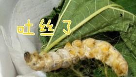 蚕的视频大全,视频大全中的蜕变之旅