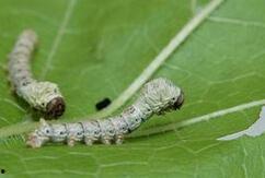 蚕的视频大全,视频大全中的蜕变之旅