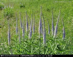 草九视频,揭秘生活百态，展现人间真情