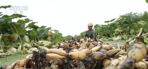 挖莲藕视频,挖掘丰收喜悦——莲藕挖掘视频揭秘