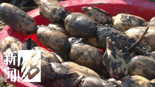 挖莲藕视频,挖掘丰收喜悦——莲藕挖掘视频揭秘