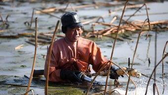 挖莲藕视频,挖掘丰收喜悦——莲藕挖掘视频揭秘