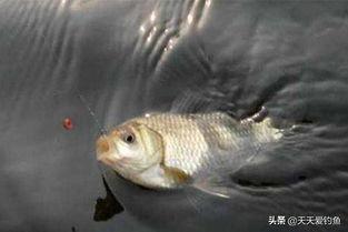 鲫鱼调漂视频,视频教程深度解读