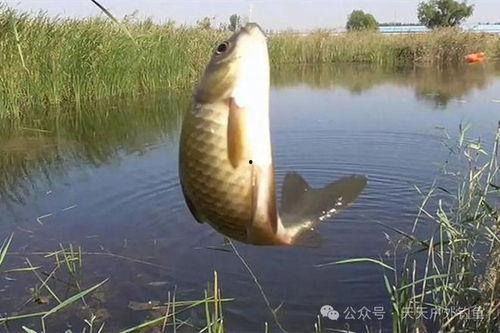 鲫鱼调漂视频,视频教程深度解读