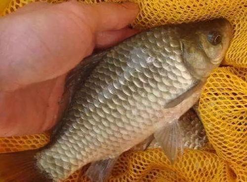 鲫鱼调漂视频,视频教程深度解读