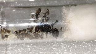 蚂蚁搬家视频,团结协作的生动写照