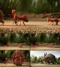 蚂蚁搬家视频,团结协作的生动写照