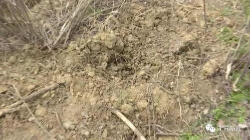 蚂蚁搬家视频,团结协作的生动写照