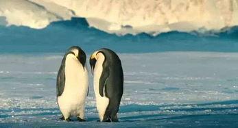 企鹅的视频,萌态百出，温馨瞬间大盘点