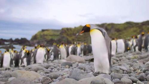 企鹅的视频,萌态百出，温馨瞬间大盘点