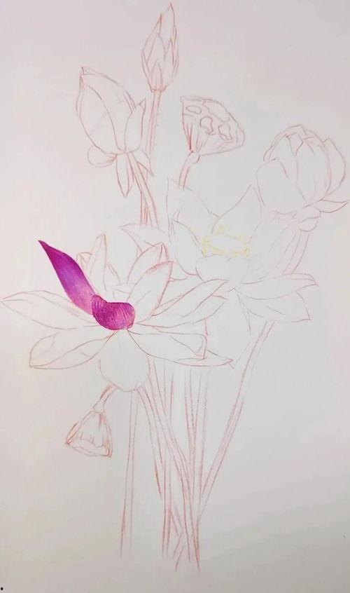 彩铅画教程视频,轻松掌握彩铅绘画技巧