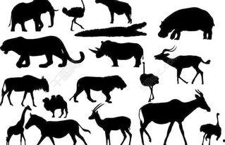 动物视频素材下载,捕捉自然之美