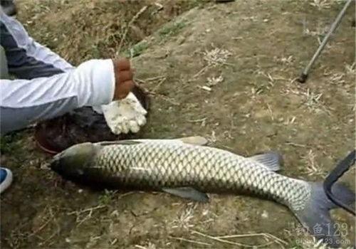 湖边钓鱼视频,悠然自得，捕捉自然之美