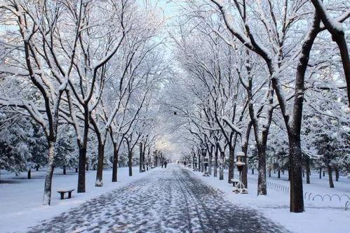 北京下雪视频,银装素裹的冬日美景