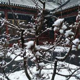 北京下雪视频,银装素裹的冬日美景